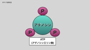 ATP (アデノシン三リン酸 )@サブ3研究室